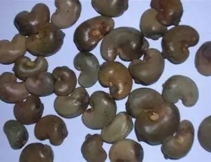 Raw Cashew Nuts