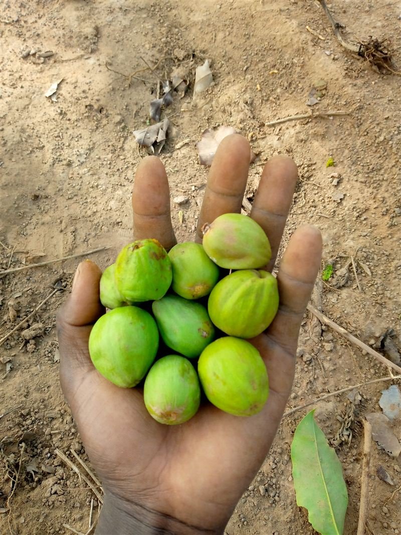 Shea Nuts